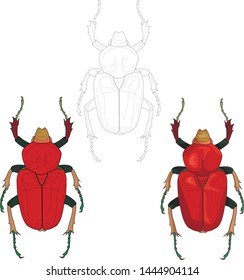 Red bug three different ways. Vector illustartion, coloring paper, page, book