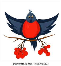 Red bullfinch cartoon bird isolated. Rowan berries and tree branches with birds. Bright winter bullfinches in sitting. Winter bird character. Cartoon vector illustration.