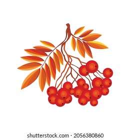 Un montón rojo de ceniza de montaña. Berry de Rowan. Gráficos vectoriales. Diseño, salvapantallas, ilustración en un libro, álbum.