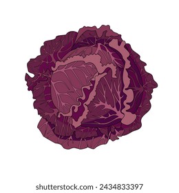 Red cabbage. Autumn vegetable. Vector illustration for a vegetarian recipe, cookbook, menu design or packaging.