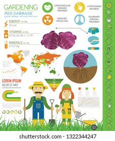 Red cabbage beneficial features graphic template. Gardening, farming infographic, how it grows. Flat style design. Vector illustration