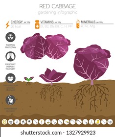 Red cabbage beneficial features graphic template. Gardening, farming infographic, how it grows. Flat style design. Vector illustration