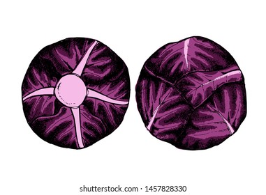Red cabbage collection botanical hand drawn Isolated vector illustration. Organic vegetarian product. Scotch kale set applicable for restaurant menu or packaging, label, poster, print. Engraving style