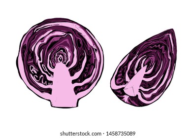 Red cabbage collection botanical hand drawn Isolated vector illustration. Organic vegetarian product. Scotch kale set applicable for restaurant menu or packaging, label, poster, print. Engraving style