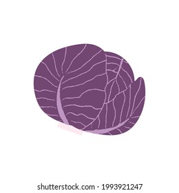 Red cabbage. Flat hand drawn textured illustration of purple head of cabbage. 