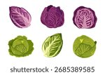 Red cabbage and green cabbage. Vector illustration of healthy farm vegetables on a white background.