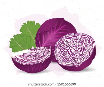 Red Cabbage With Half Slice Of Red Cabbage Vector Illustration