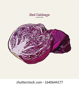 red cabbage, hand draw sketch vector.