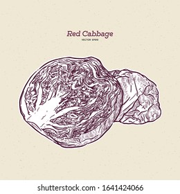red cabbage, hand draw sketch vector.