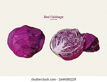 col roja, vector de dibujo manual.