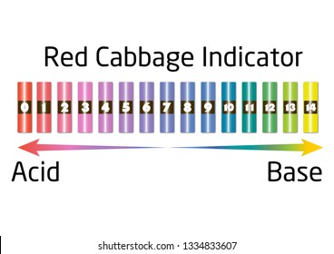 Red cabbage indicator.
For acid and base