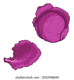 Red cabbage and cabbage leaf. Vector illustration isolated on a white background.