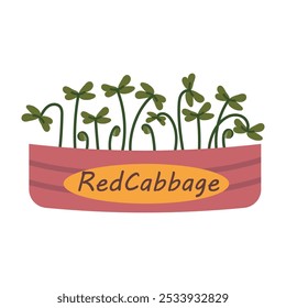 Rotkohl-Microgreens in roter Box mit Text Rotkohl. Gesundes Ökoprodukt der Rothaarsprossen. Vektor Flaches Design einzeln auf weißem Hintergrund, handgezeichnet