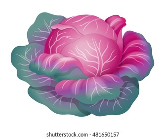 Red cabbage. Realistic vector illustration. Isolated on white