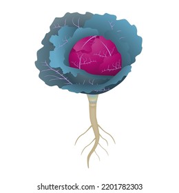 Red cabbage with roots on a white background.