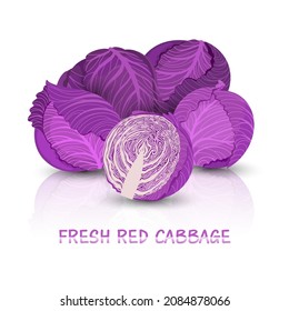 The Red Cabbage Set. Bright vector illustration of colorful cabbage. Fresh cartoon organic vegetable isolated on white background used for magazine, book, poster, card, menu cover, web pages.