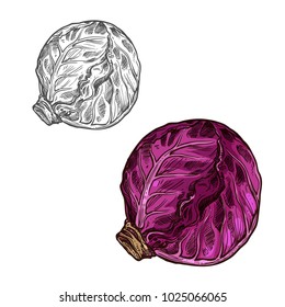 Red cabbage sketch icon. Vector isolated symbol of fresh farm grown vegetarian red cabbage vegetable fruit for veggie salad or grocery store and market design