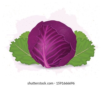 Red Cabbage Vector Illustration With Green Leaves