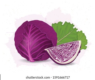 Red Cabbage Vector Illustration With Half Piece Of Cabbage With Green Leaves