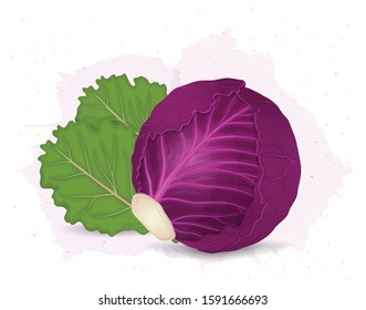 Red cabbage vector illustration on white background