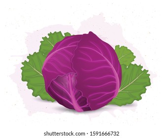 Red Cabbage Vector Illustration On White Background