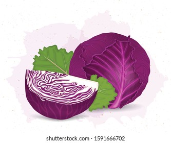 red cabbage vector  illustration with slice of red cabbage