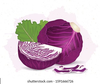 Red Cabbage Vector Illustration With Slice Of Red Cabbage On White Background