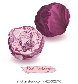 red cabbage vector isolated on white 