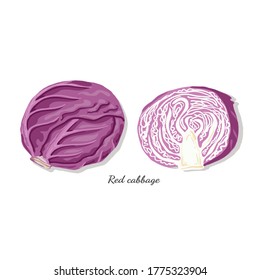 Red cabbage vegan, vector foods design