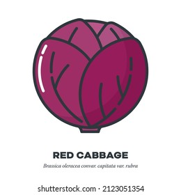 Red cabbage vegetable icon, outline with color fill style vector illustration