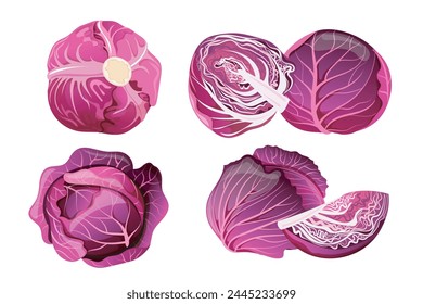 Red Cabbage whole and half purple cabbage