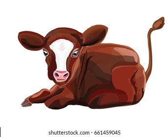red calf lies isolated