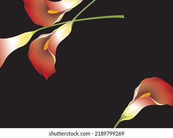 Red calla flowers on a black background. Vector illustration for a greeting card, invitation, or promotional banner with space for text.