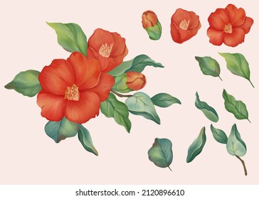 Red Camellia flowers included green leaves and elements, watercolor hand drawn and painted image.