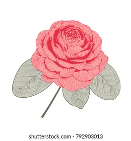 Red camellia japonica rose form flower with leaves hand drawn vector illustration