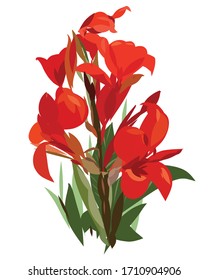 Red Canna indica - Canna lily, Indian Shot isolated on white background, Vector illustration.