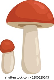 capucha roja boletus aislado en blanco