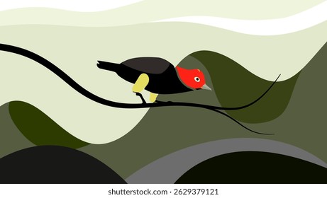 Red capped Manakin , flat color illustration