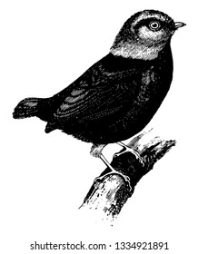 Red capped Manakin has black plumage with a red head neck and thighs, vintage line drawing or engraving illustration.