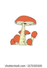 Red Capped Scarber Stalk Mushroom