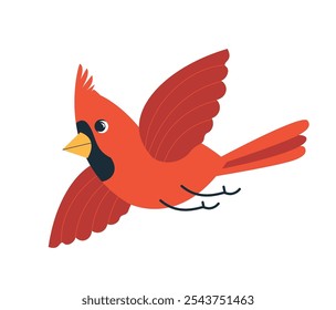 Red cardinal bird flat vector illustration isolated on white background. Cartoon comic northern cardinal bird flying, flaps its wings. Bird Watching and bird feeding minimal design, winter birds.