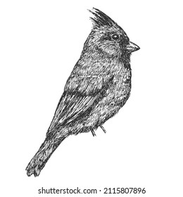 Red cardinal bird hand drawn isolated on white background. Vector element in sketch monochrome style. Vintage illustration.