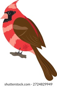 Pájaro cardinal rojo. (Imagen aislada). diseño de Vector. Lindo Vector de pájaro. Ilustración para postal, Anuncio, cartel.
