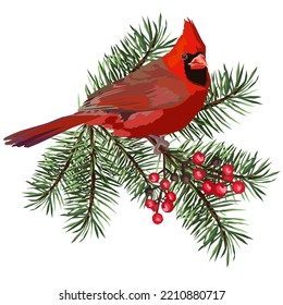 Red cardinal bird on the Christmas tree branch