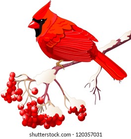 Red Cardinal bird sitting on mountain ash branch