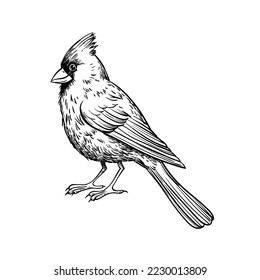 Red Cardinal bird sketch, hand drawn vector illustration on white background.