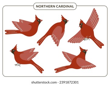 Rote Kardinalvögel. Rutsch fliegende nordische Kardinalsongvögel in verschiedenen Posen einzeln auf weißem Hintergrund. Winterwaldvogel, Vektorgrafik für Karten, Poster, Dekoration. Weihnachtssymbolik