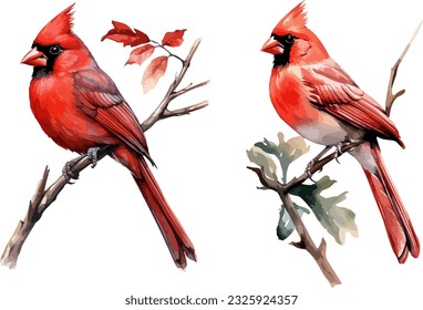 Red cardinal clipart, isolated vector illustration.