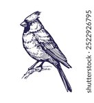 Red cardinal, flying bird, realistic  illustrations, vector sketch, engraving style