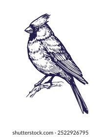 Red cardinal, flying bird, realistic  illustrations, vector sketch, engraving style